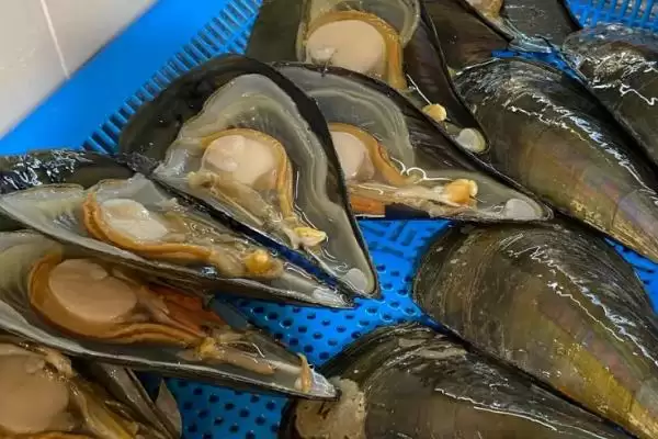 海钓用什么鱼饵是常用的呢,海钓一般常用的鱼饵是自然饵吗插图1 海钓用什么鱼饵是常用的呢,海钓一般常用的鱼饵是自然饵吗插图1