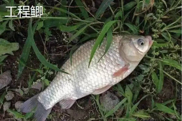 鲫鱼品种介绍土鲫高背鲫常见,鲫鱼的品种介绍,常见品种有这些?插图4 鲫鱼品种介绍土鲫高背鲫常见,鲫鱼的品种介绍,常见品种有这些?插图4