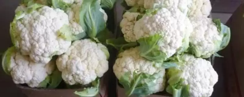 花菜黑点能吃吗黑点大了就不能吃,花菜上面黑点还能吃吗,多大不能吃?插图 花菜黑点能吃吗黑点大了就不能吃,花菜上面黑点还能吃吗,多大不能吃?插图