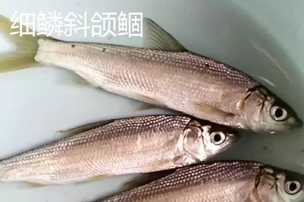 黄尾鱼鱼种问中小型淡水鱼,黄尾鱼是什么鱼,鱼种界定对吗?插图4 黄尾鱼鱼种问中小型淡水鱼,黄尾鱼是什么鱼,鱼种界定对吗?插图4