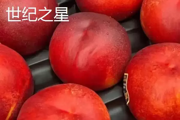 好吃的油桃有哪些品种呢,世纪之星油桃果肉金黄、口感清脆甜美吗插图2 好吃的油桃有哪些品种呢,世纪之星油桃果肉金黄、口感清脆甜美吗插图2