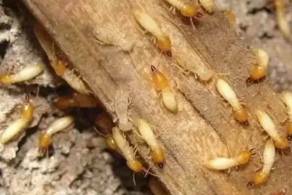 甘蔗白蚁为害情况 ,甘蔗遭受白蚁为害有哪些具体情况插图1 甘蔗白蚁为害情况 ,甘蔗遭受白蚁为害有哪些具体情况插图1