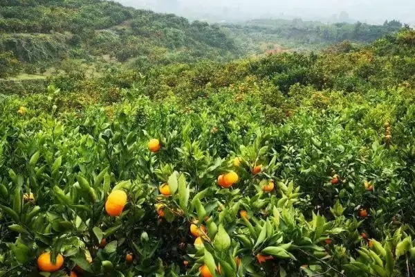 柑橘油斑病用药防治 ,柑橘油斑病该如何用药进行防治插图1 柑橘油斑病用药防治 ,柑橘油斑病该如何用药进行防治插图1