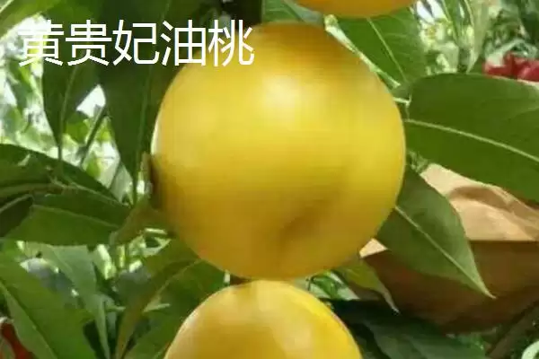 好吃的油桃有哪些品种呢,世纪之星油桃果肉金黄、口感清脆甜美吗插图3 好吃的油桃有哪些品种呢,世纪之星油桃果肉金黄、口感清脆甜美吗插图3