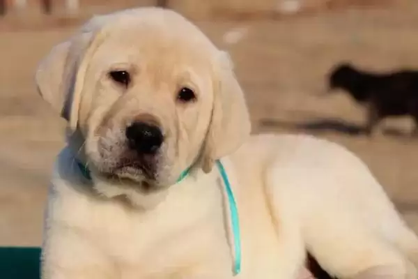 护卫犬品种知多少拉布拉多等常见吗,护卫犬有哪些品种,拉布拉多等常见不?插图1 护卫犬品种知多少拉布拉多等常见吗,护卫犬有哪些品种,拉布拉多等常见不?插图1