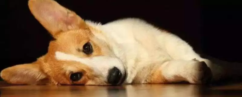 狗狗咳嗽的原因有哪些,狗狗咳嗽是疾病或环境变化引起的吗-会东网