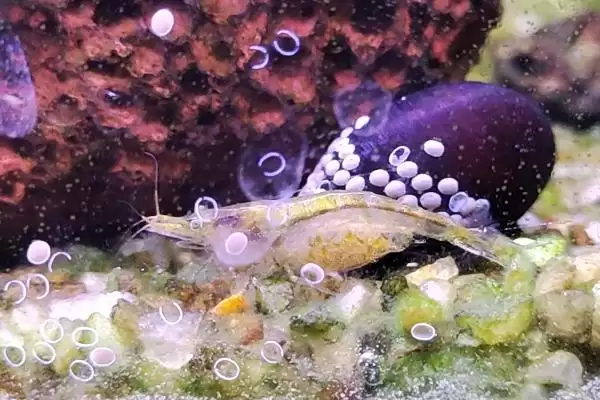 黑壳虾多久抱卵一次呢,黑壳虾一般30天左右抱卵一次是这样吗插图2 黑壳虾多久抱卵一次呢,黑壳虾一般30天左右抱卵一次是这样吗插图2