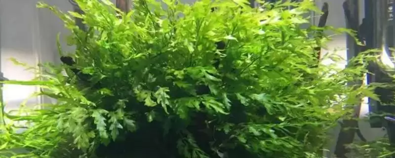 黑木蕨和青木蕨的区别在哪,黑木蕨和青木蕨在生长速度和栽植方式不同吗插图 黑木蕨和青木蕨的区别在哪,黑木蕨和青木蕨在生长速度和栽植方式不同吗插图