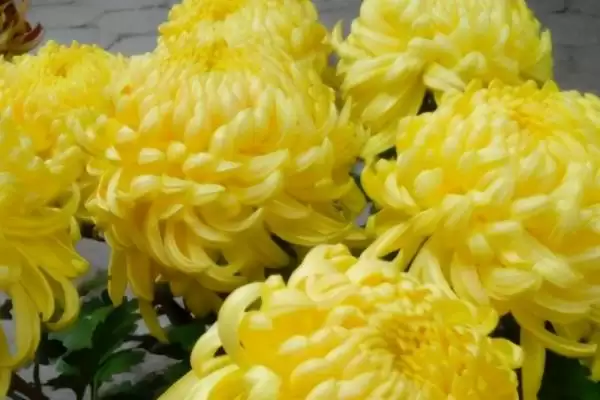 家里养菊花否株型小巧适合养,家里是否适合养菊花，是这样的吗？插图1