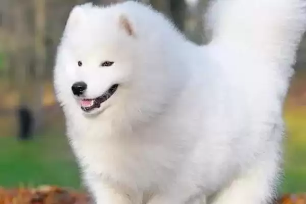 狗狗眼屎多是何原因导致,狗狗眼屎多是炎症或感冒等引起的吗插图3