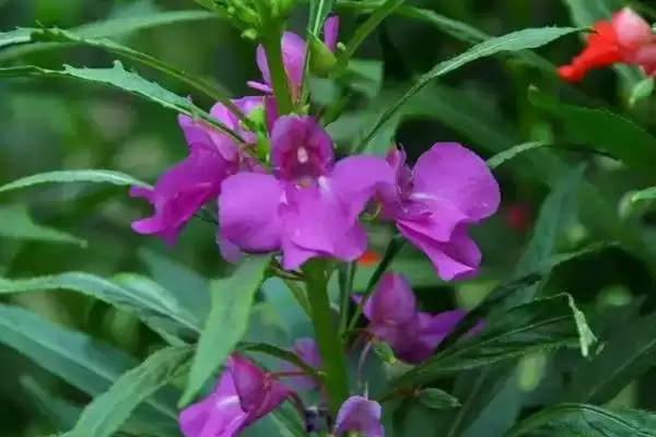 凤仙花花语寓意 ,凤仙花的花语有什么含义和寓插图4 凤仙花花语寓意 ,凤仙花的花语有什么含义和寓插图4