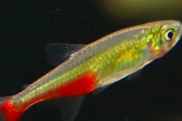 火兔灯鱼饲养性情温和好养,火兔灯鱼好不好养,饲养优势在哪?插图1 火兔灯鱼饲养性情温和好养,火兔灯鱼好不好养,饲养优势在哪?插图1