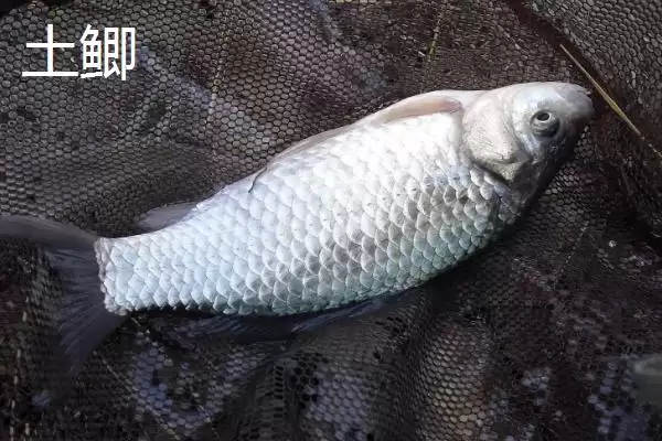 黑坑工程鲫用什么味型小药,黑坑钓工程鲫的小药味型需根据温度决定吗插图4 黑坑工程鲫用什么味型小药,黑坑钓工程鲫的小药味型需根据温度决定吗插图4