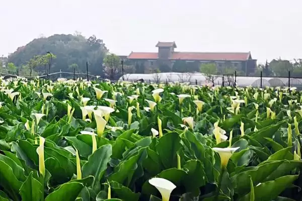 海芋怎么进行繁殖操作呢,海芋常用的繁殖方法为扦插这种方式吗插图2 海芋怎么进行繁殖操作呢,海芋常用的繁殖方法为扦插这种方式吗插图2
