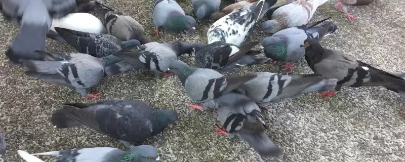 鸽子晚上视力情况问题 ,鸽子在晚上能看见东西吗,能看多插图 鸽子晚上视力情况问题 ,鸽子在晚上能看见东西吗,能看多插图