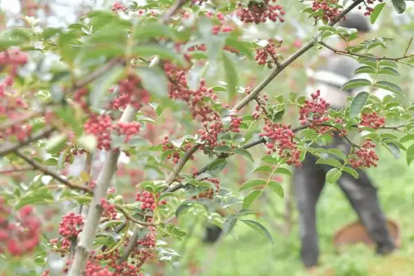 花椒播种方法春秋适期播种可行,花椒播种时间和方法,春秋播合适吗?插图2 花椒播种方法春秋适期播种可行,花椒播种时间和方法,春秋播合适吗?插图2