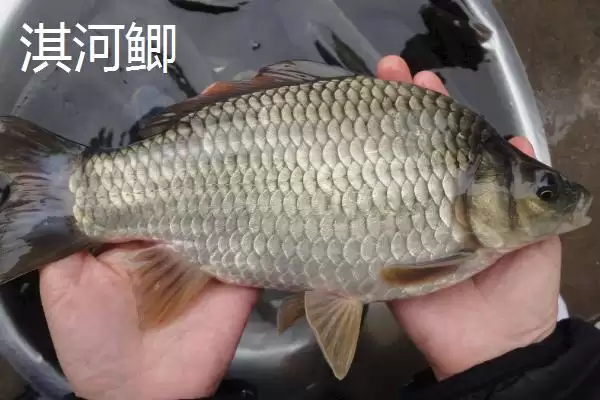 鲫鱼外观特点不同品种有差异,鲫鱼的外观,外观差异体现在哪?插图7 鲫鱼外观特点不同品种有差异,鲫鱼的外观,外观差异体现在哪?插图7