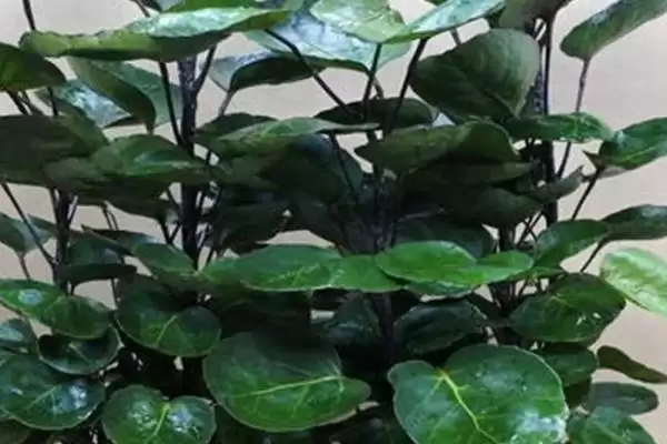 福禄桐花语含义寓意 ,福禄桐的花语有什么寓意和象征意插图1 福禄桐花语含义寓意 ,福禄桐的花语有什么寓意和象征意插图1