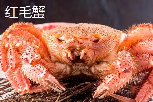 红毛蟹是什么种类的蟹呢,红毛蟹因体色呈红色而得名是这样吗插图3 红毛蟹是什么种类的蟹呢,红毛蟹因体色呈红色而得名是这样吗插图3