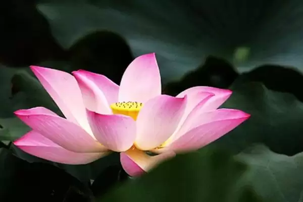 荷花夏季、秋季、冬季啥样呢,荷花冬季荷叶会完全干枯是这种状态吗插图1 荷花夏季、秋季、冬季啥样呢,荷花冬季荷叶会完全干枯是这种状态吗插图1