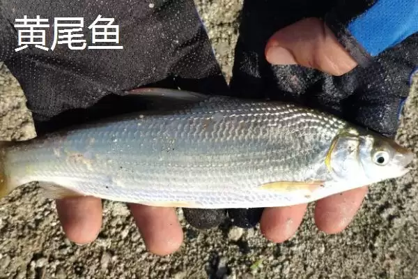 黄尾鱼价格问一斤12-20元贵,黄尾鱼的价格,这个价格合理吗?插图3 黄尾鱼价格问一斤12-20元贵,黄尾鱼的价格,这个价格合理吗?插图3