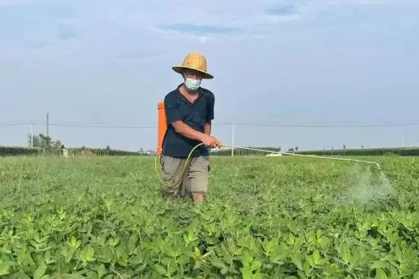 花生病虫害防治中后期咋防不同病害,花生中后期病虫害如何防治,方法有效?插图2 花生病虫害防治中后期咋防不同病害,花生中后期病虫害如何防治,方法有效?插图2