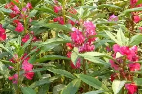 凤仙花植物属性 ,凤仙花属于什么类型的植插图1 凤仙花植物属性 ,凤仙花属于什么类型的植插图1