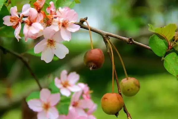 海棠花的花语有什么寓意呢,海棠花寓意离愁、苦恋之情等是其花语吗插图7 海棠花的花语有什么寓意呢,海棠花寓意离愁、苦恋之情等是其花语吗插图7