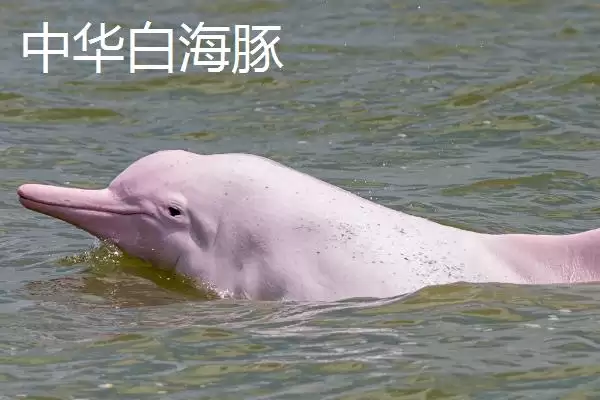 海豚是什么类型的动物呢,海豚属于哺乳动物这一类型是正确的吗插图5 海豚是什么类型的动物呢,海豚属于哺乳动物这一类型是正确的吗插图5
