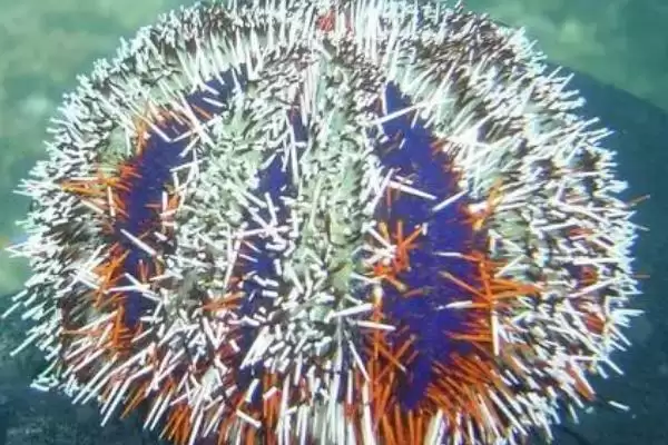 海胆刺有没有毒性呢,海胆有叉棘和棘两种产生毒素的器官吗插图6 海胆刺有没有毒性呢,海胆有叉棘和棘两种产生毒素的器官吗插图6