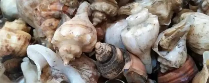 海螺有眼睛这个器官吗,海螺不仅有眼睛且还大得明显是真的吗插图 海螺有眼睛这个器官吗,海螺不仅有眼睛且还大得明显是真的吗插图