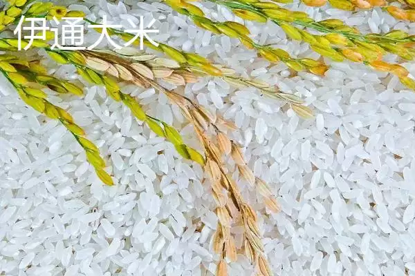 吉林伊通特产伊通大米知名度高,吉林省伊通满族自治县的特产,伊通大米情况?插图1 吉林伊通特产伊通大米知名度高,吉林省伊通满族自治县的特产,伊通大米情况?插图1