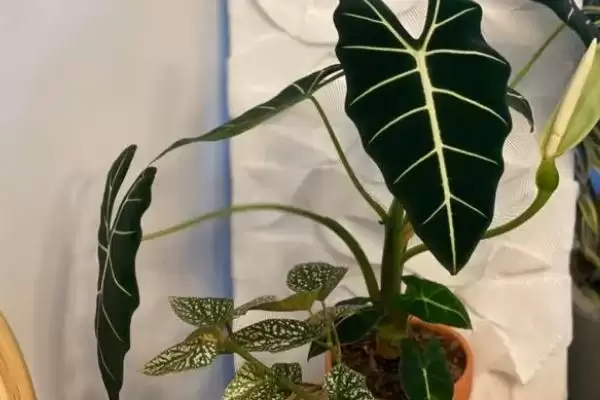 海芋的栽培方式是怎样的,海芋在4-10月需追施液体肥料来栽培吗插图3 海芋的栽培方式是怎样的,海芋在4-10月需追施液体肥料来栽培吗插图3