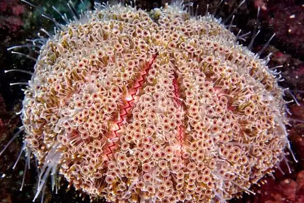 海胆刺有没有毒性呢,海胆有叉棘和棘两种产生毒素的器官吗插图3 海胆刺有没有毒性呢,海胆有叉棘和棘两种产生毒素的器官吗插图3
