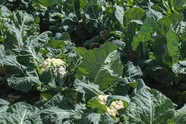 花椰菜早花问春化后咋就长小花球,花椰菜早花是什么,春化导致早花原因?插图1 花椰菜早花问春化后咋就长小花球,花椰菜早花是什么,春化导致早花原因?插图1