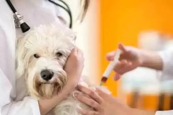 狗狗注射疫苗有何注意点,狗狗生病期间不能注射疫苗是真的吗插图1 狗狗注射疫苗有何注意点,狗狗生病期间不能注射疫苗是真的吗插图1