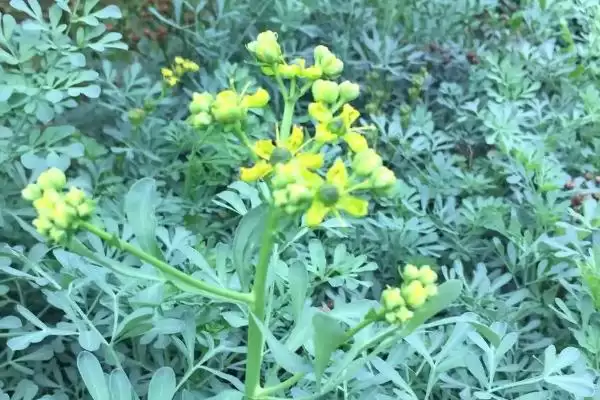 广东臭草的学名是什么呢,广东臭草学名叫芸香是正确的吗插图2 广东臭草的学名是什么呢,广东臭草学名叫芸香是正确的吗插图2