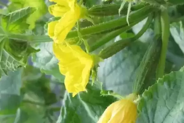 黄瓜只开雄花处理方法 ,平时控温遮光能解决黄瓜只开雄花插图4 黄瓜只开雄花处理方法 ,平时控温遮光能解决黄瓜只开雄花插图4