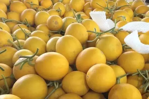 黄河蜜瓜季节属性问题 ,黄河蜜瓜为何是夏季的水果插图3 黄河蜜瓜季节属性问题 ,黄河蜜瓜为何是夏季的水果插图3