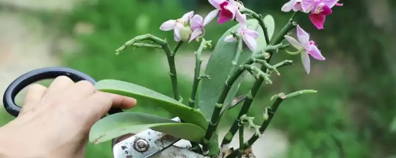 蝴蝶兰花箭位置花箭咋就长在叶腋间呢,蝴蝶兰的花箭长在哪里位置,为何在叶腋间?插图 蝴蝶兰花箭位置花箭咋就长在叶腋间呢,蝴蝶兰的花箭长在哪里位置,为何在叶腋间?插图