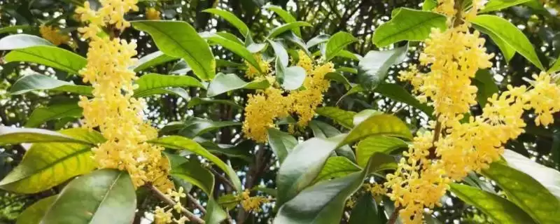 桂花的花语有着什么寓意,桂花花语寓意清新脱俗、学业有成等吗插图 桂花的花语有着什么寓意,桂花花语寓意清新脱俗、学业有成等吗插图