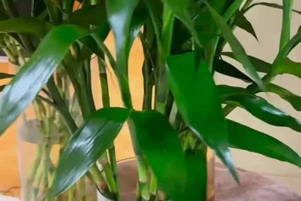 富贵竹根发黑原因处理 ,富贵竹根发黑是什么原因,怎么处插图6 富贵竹根发黑原因处理 ,富贵竹根发黑是什么原因,怎么处插图6