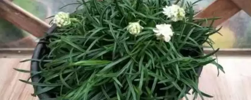 海石竹应该如何进行养殖,海石竹平时进行浇水要注意适量吗插图 海石竹应该如何进行养殖,海石竹平时进行浇水要注意适量吗插图