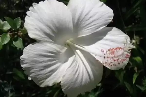 扶桑花品种类型 ,扶桑花常见的品种有哪些种类插图1 扶桑花品种类型 ,扶桑花常见的品种有哪些种类插图1