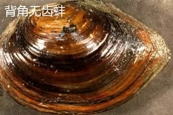河蚌一年可以长到啥程度,河蚌一年体重能长到1-2斤左右吗插图10 河蚌一年可以长到啥程度,河蚌一年体重能长到1-2斤左右吗插图10