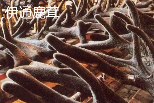 吉林伊通特产伊通大米知名度高,吉林省伊通满族自治县的特产,伊通大米情况?插图2 吉林伊通特产伊通大米知名度高,吉林省伊通满族自治县的特产,伊通大米情况?插图2