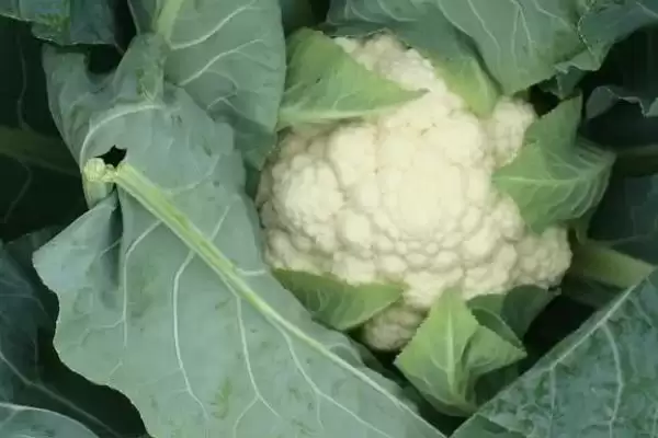 花菜季节之谜四季都能买到花菜,花菜是什么季节的蔬菜,真四季都有?插图3 花菜季节之谜四季都能买到花菜,花菜是什么季节的蔬菜,真四季都有?插图3