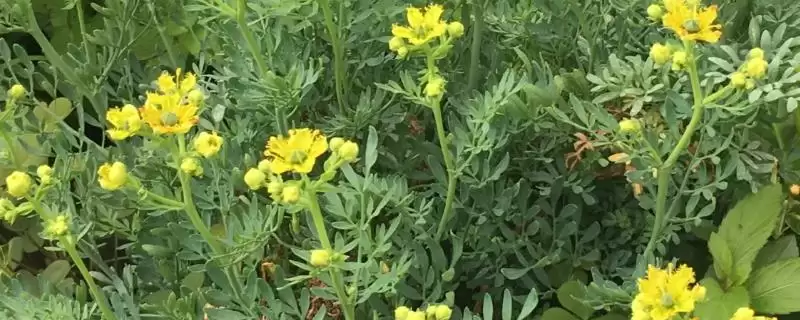 广东臭草的学名是什么呢,广东臭草学名叫芸香是正确的吗插图 广东臭草的学名是什么呢,广东臭草学名叫芸香是正确的吗插图