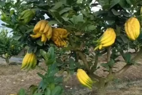 佛手种植注意事项 ,佛手种植过程中有哪些需要注意插图3 佛手种植注意事项 ,佛手种植过程中有哪些需要注意插图3