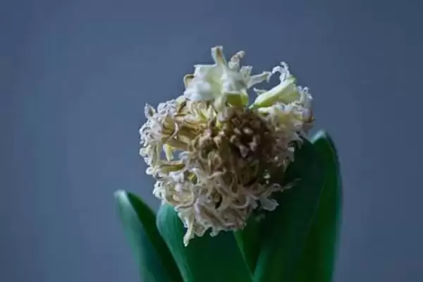 风信子开花养3-5天浇水施肥,风信子开花后的养殖方式,频率合适吗?插图1 风信子开花养3-5天浇水施肥,风信子开花后的养殖方式,频率合适吗?插图1